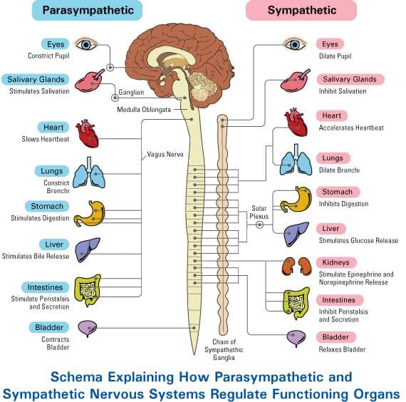 Image result for parasympathetic nervous system vs sympathetic nervous system