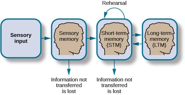 Image result for sensory memory