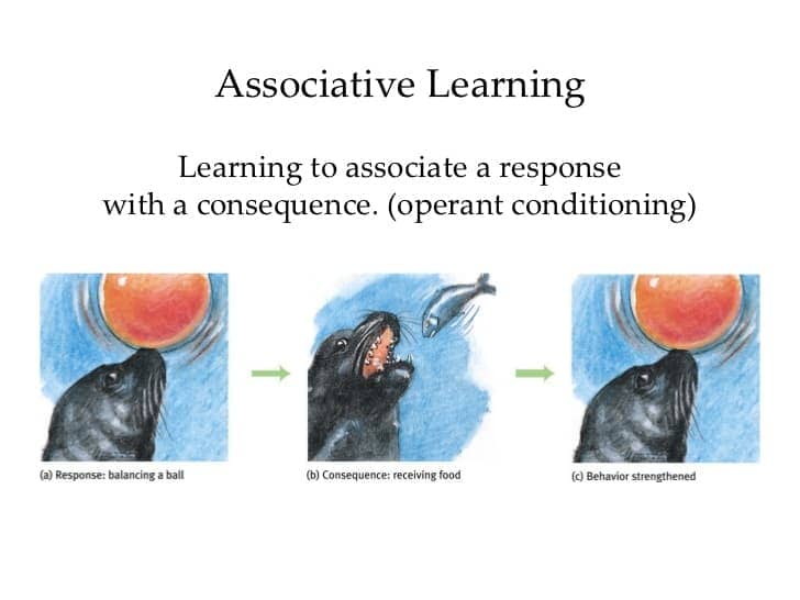 Image result for Associative learning