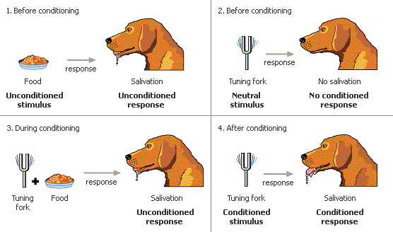 pavlov_classical_conditioning_dogs-3204841